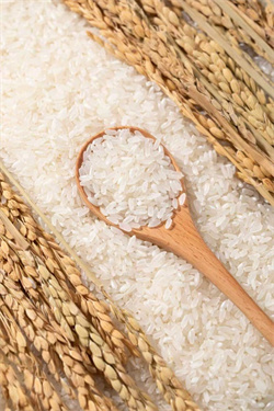 �������� �������� �����ִ�ũҵ2025���峣����¡������ ����Ʒζ����ϵ�����